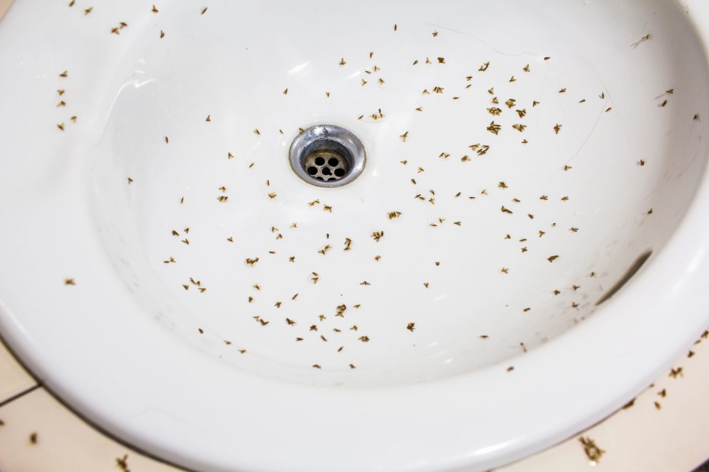are drain flies helpful