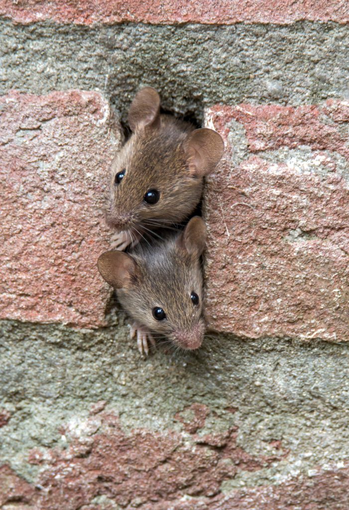 can mice get in through weep vents