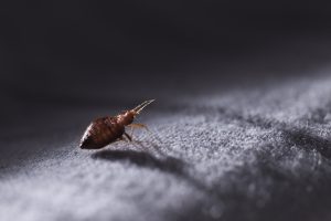 does steam kill bed bugs