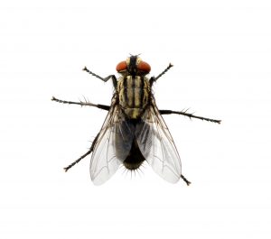 get rid of flies at home