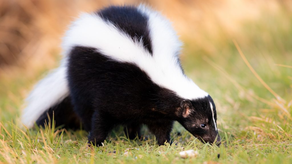 how far does a skunk spray