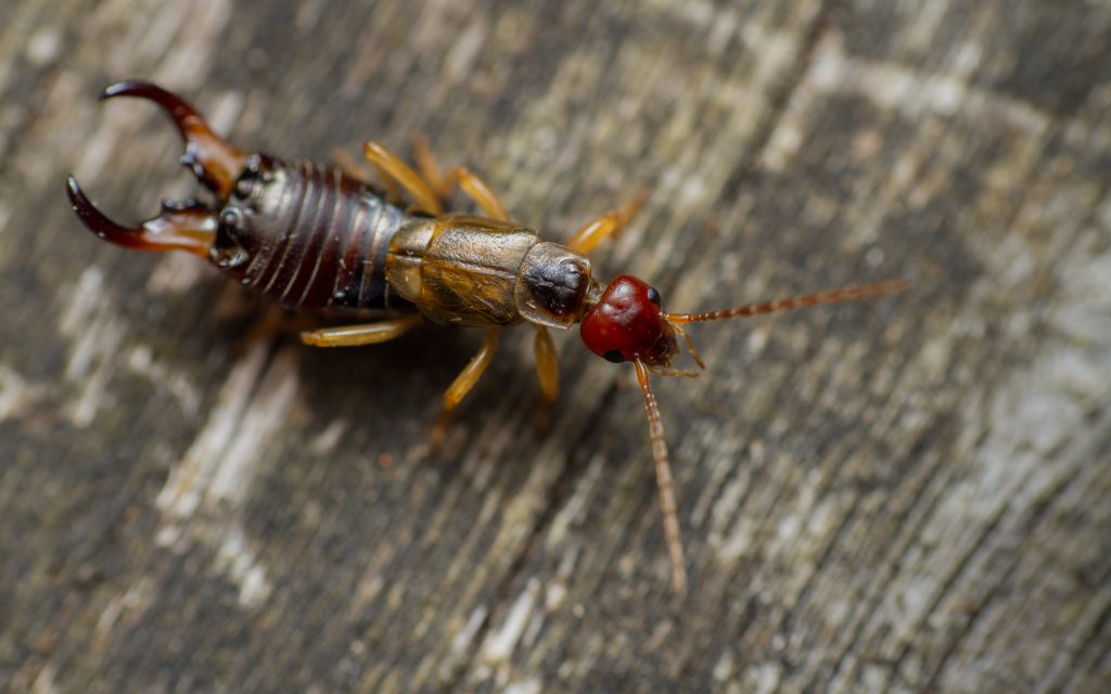 how to get rid of earwigs in your house