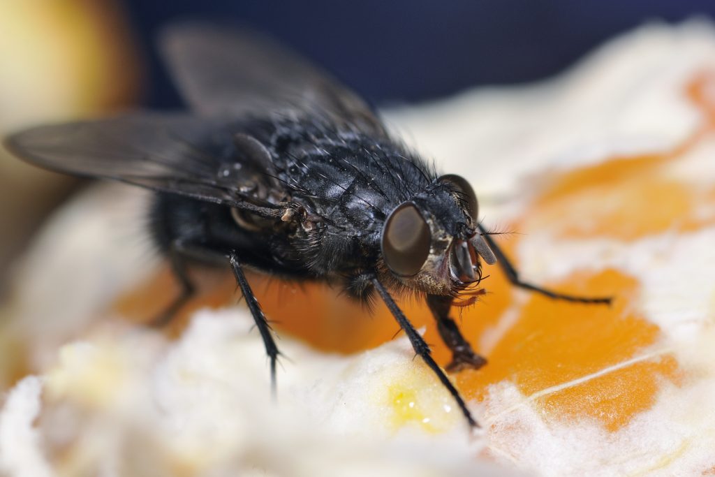 how to get rid of flies outside home remedies