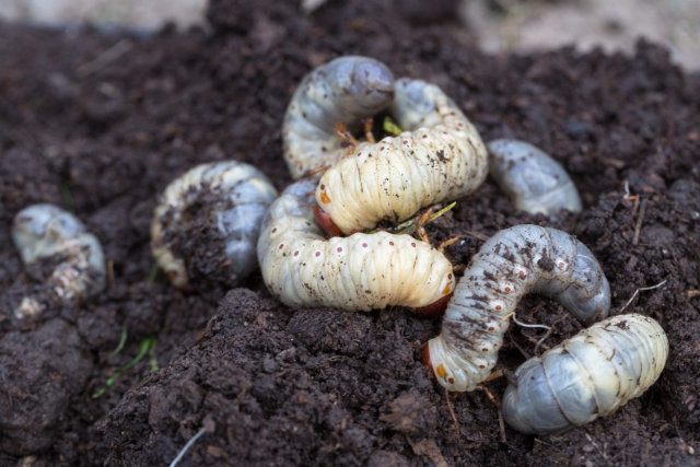 how to get rid of grubs