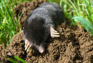 moles in yard