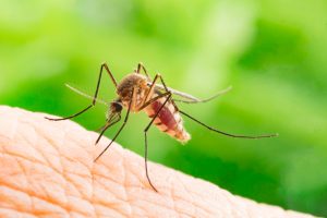 mosquitoes infestation in your house