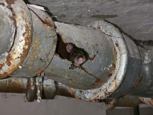 rat infestation in drain