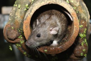 rats in sewer pipes