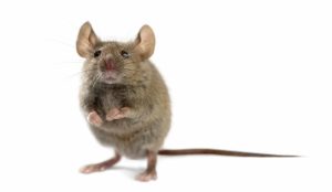 remove mice from house