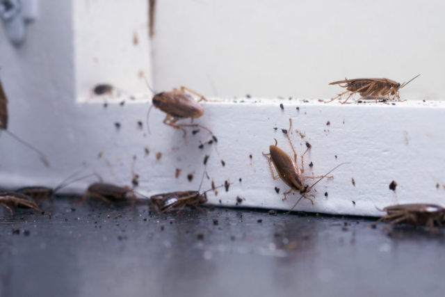 roach exterminator cost