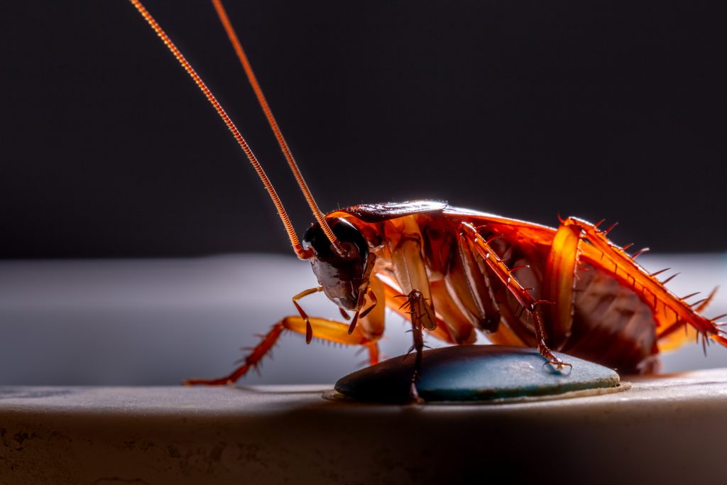 Roach exterminator cost