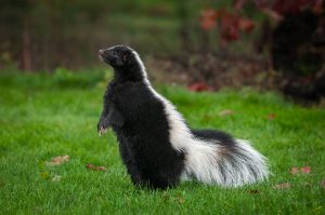 skunk spray