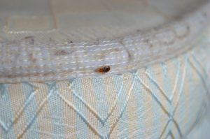 bed bugs pest exterminator 