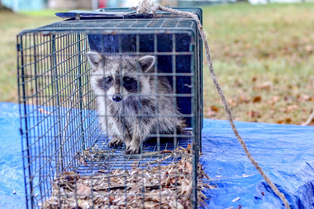 Can Raccoons Get Out Of Traps