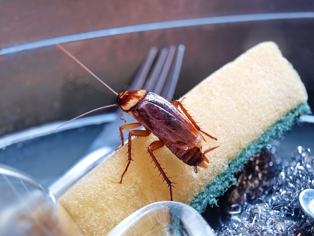 Can You Get Rid Of Cockroaches Without An Exterminator