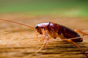 cockroach killer home remedies