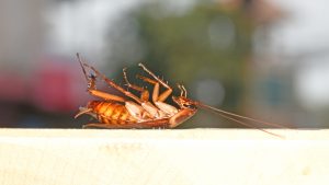 cockroach infestation 