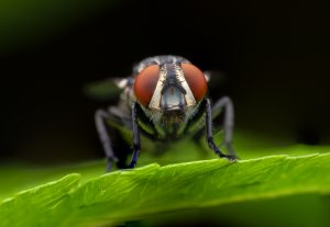 flies infestation
