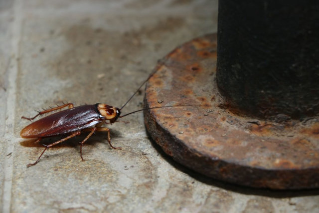 home remedies for cockroach prevention in kitchen
