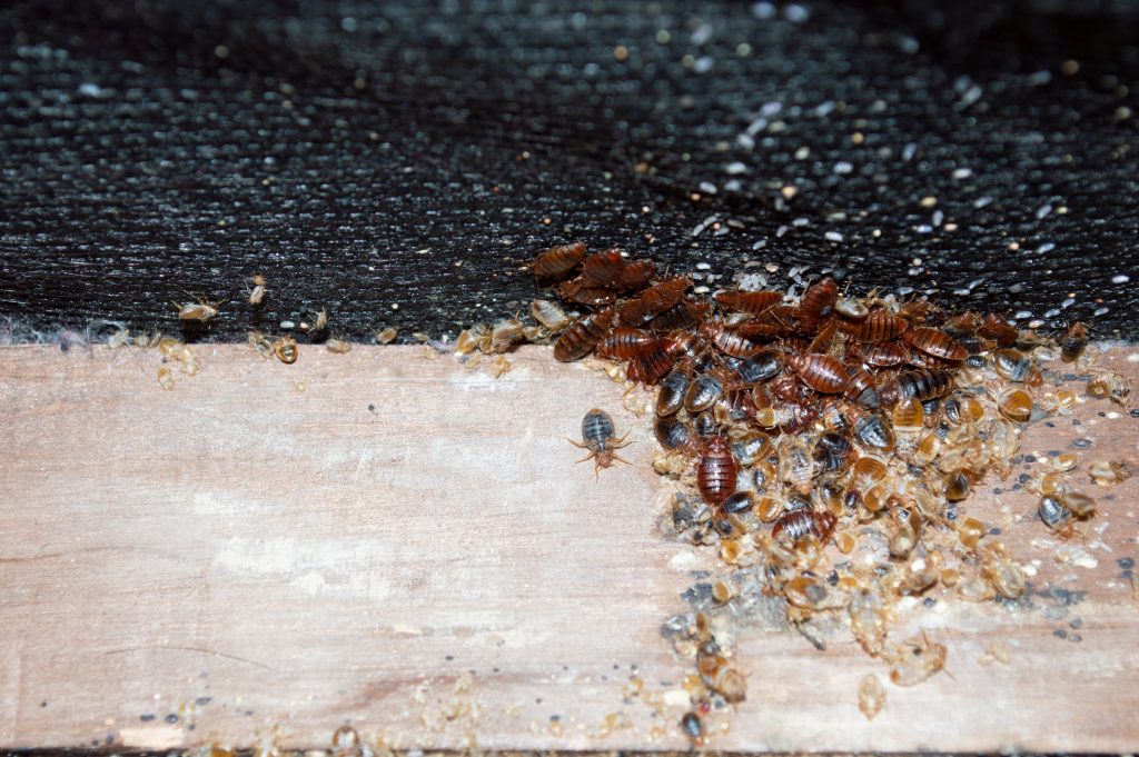 Home Remidies to get rid of bed bugs