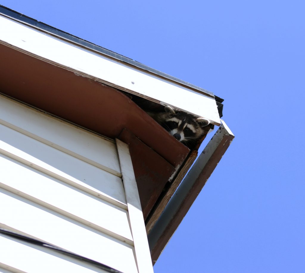 how do you know if raccoons are in your attic