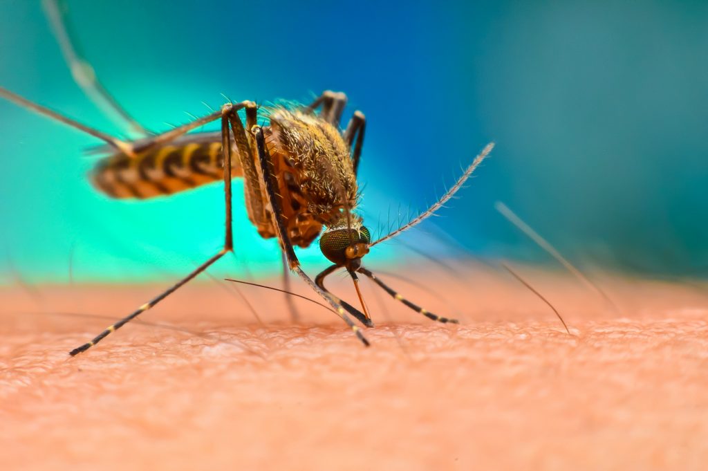 How Electronic Mosquito Repellent Works