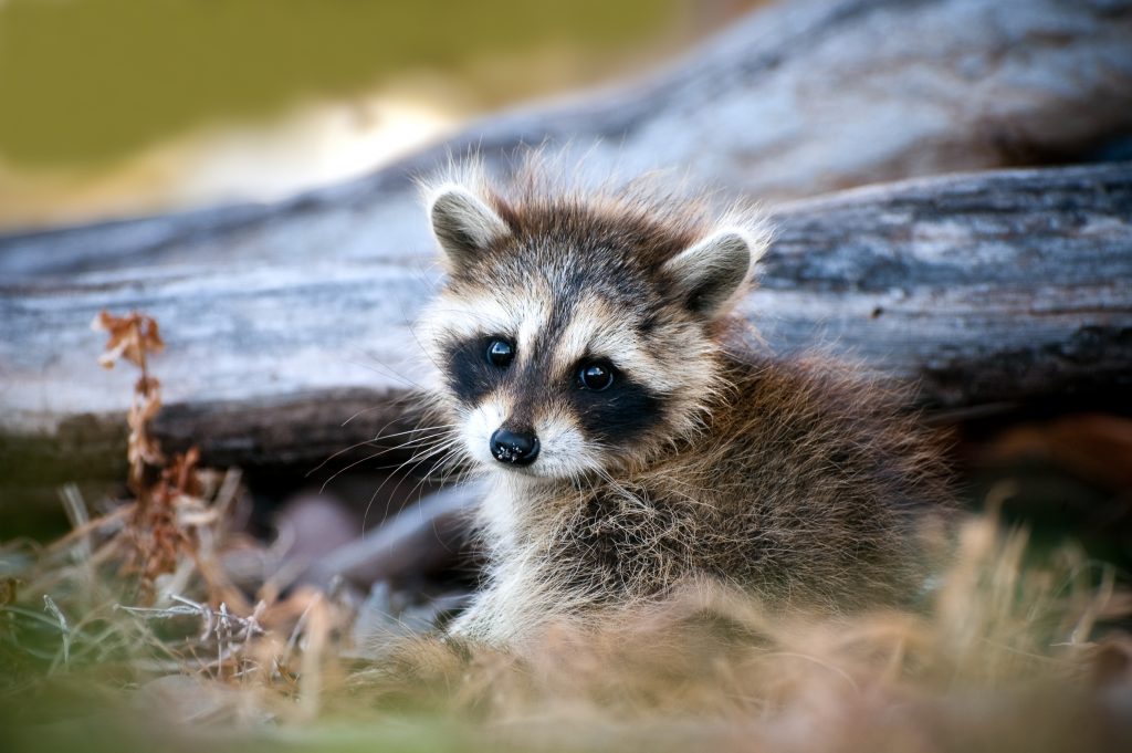 how to get rid of baby raccoons in attic