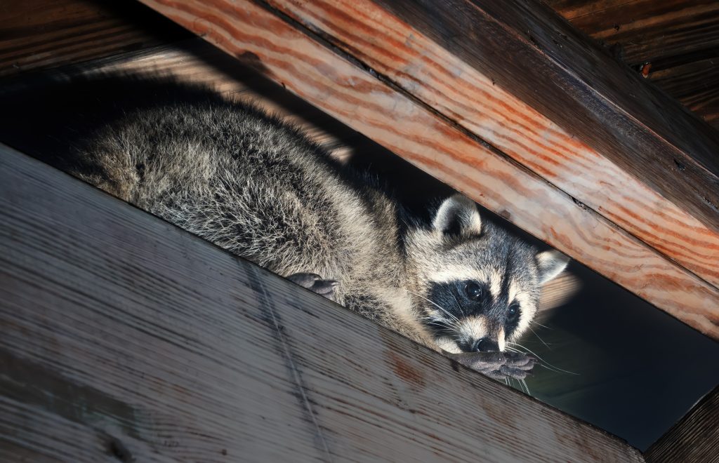 How To Get Rid Of Raccoons In Attic
