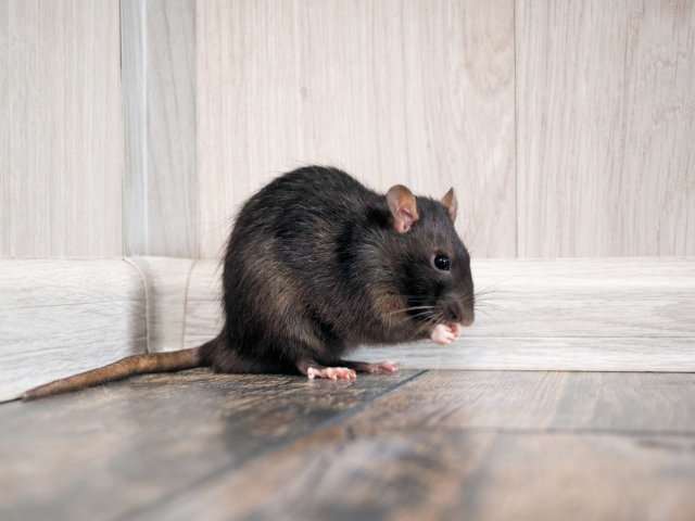 how to get rid of rats without rat traps and poison humanely