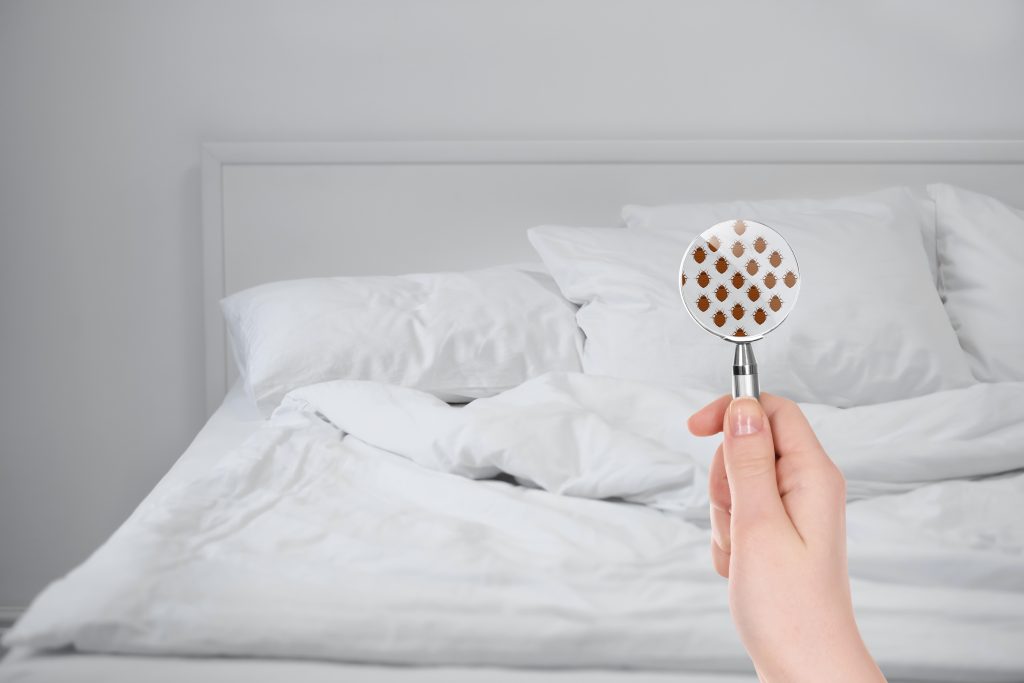 home remedies to stop bed bug bites form itching