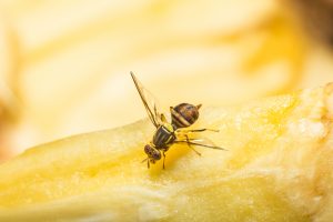 infestation of fruit flies