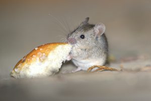 mouse eating bun