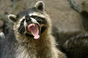 raccoon wildlife removal