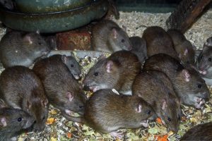 rat infestation in attic