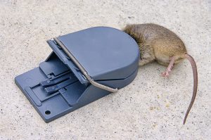 rat snap trap