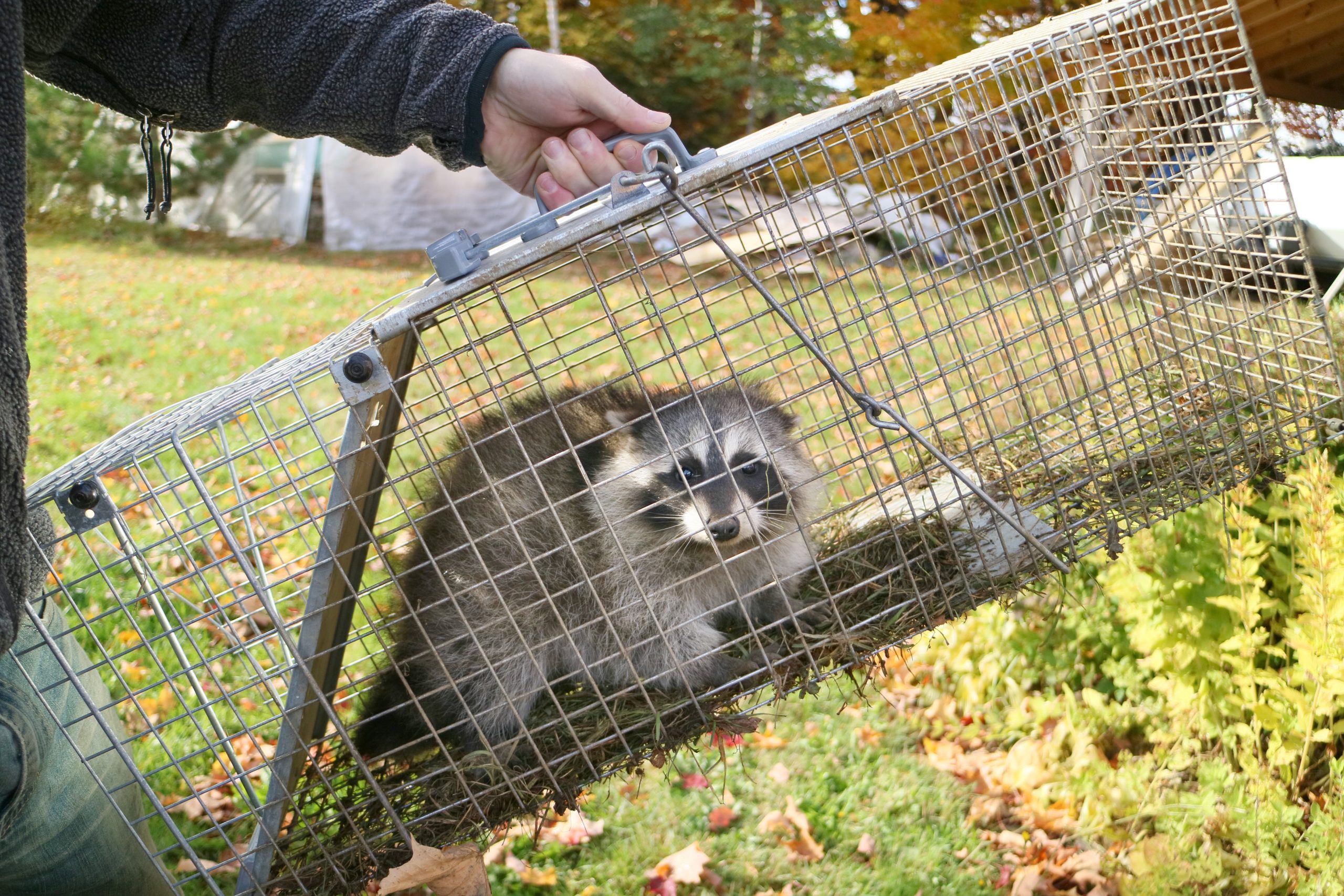 How To Safely Release A Raccoon From A Live Trap Do It Yourself Pest