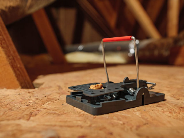 what to put on a mouse trap