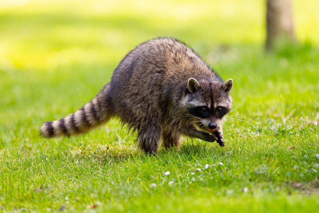 how-to-you-know-if-raccoons-are-in-your-attic