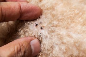 how to prevent fleas on dog