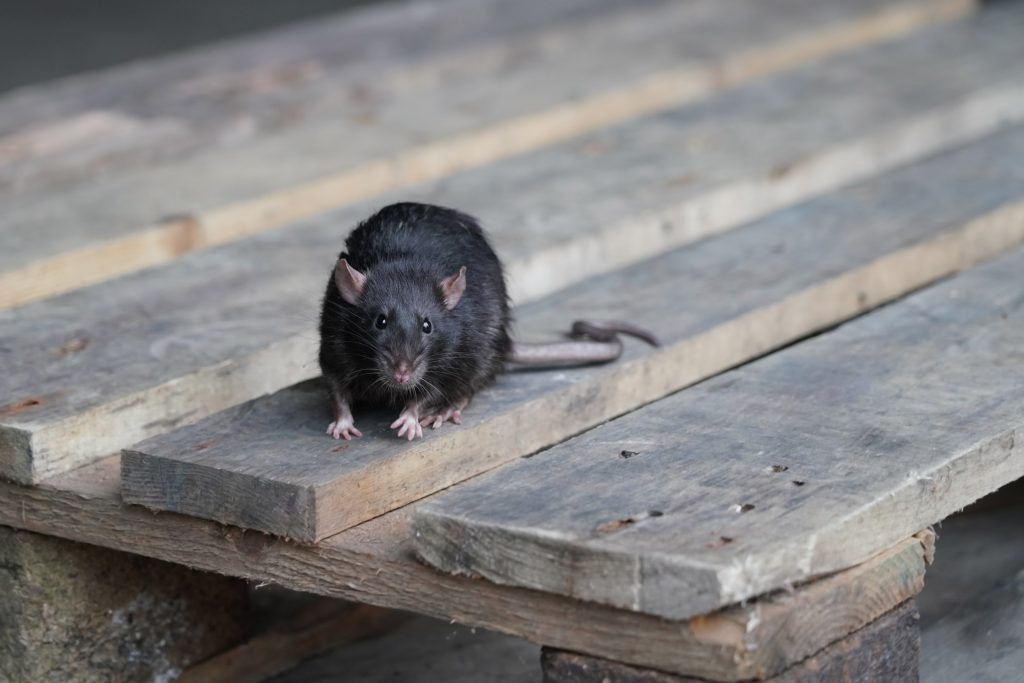 what works better on rats-bait-or-traps