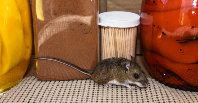 5 Signs there are mice in your home