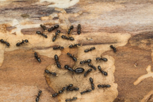 carpenter ants removal