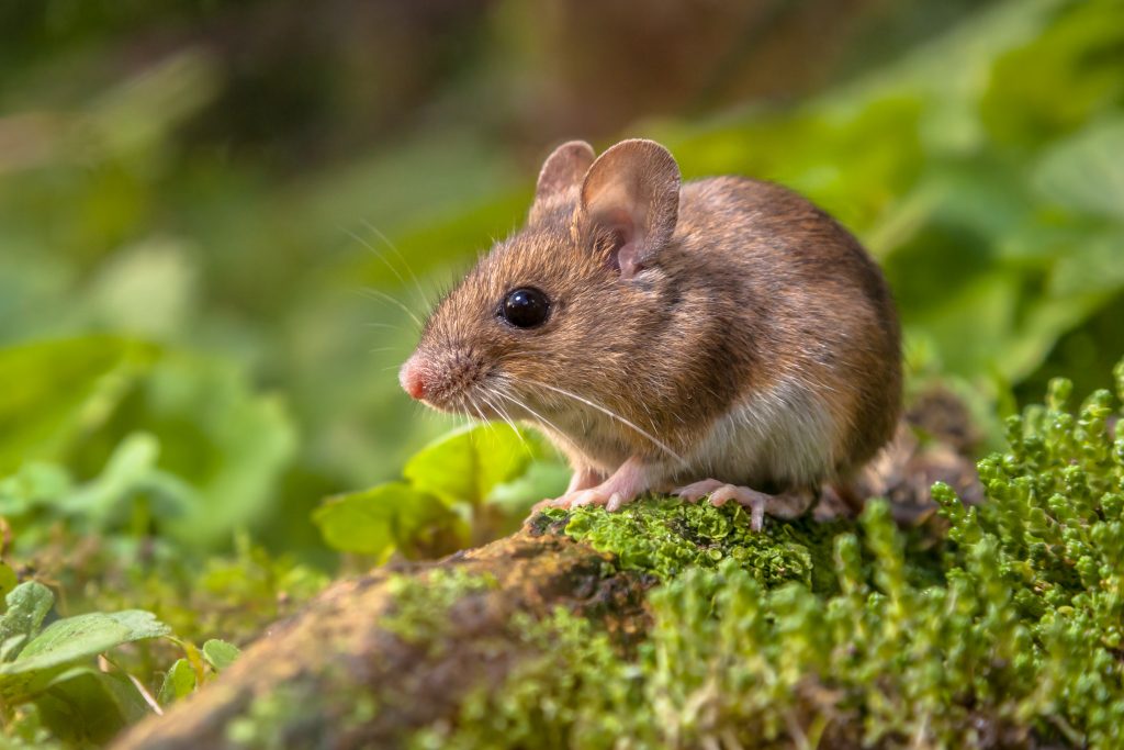 how to get rid of mice outdoors