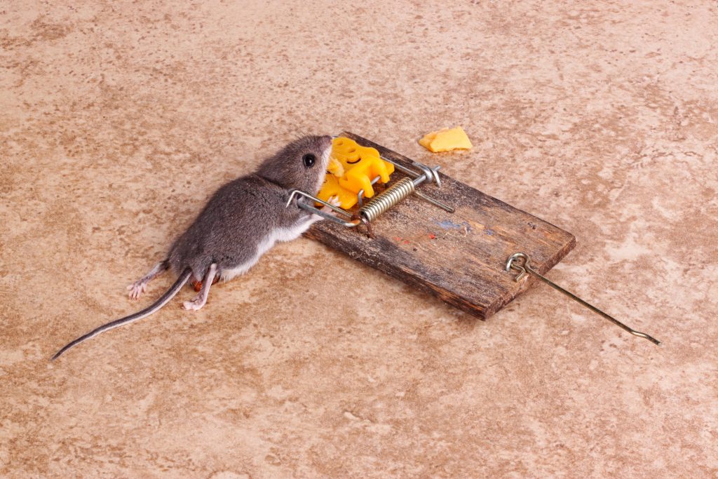 how to use mouse traps safely with children kids