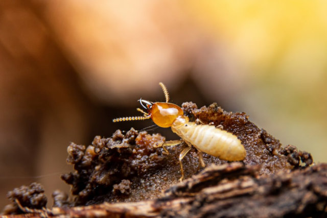 difference between carpenter ants and termites