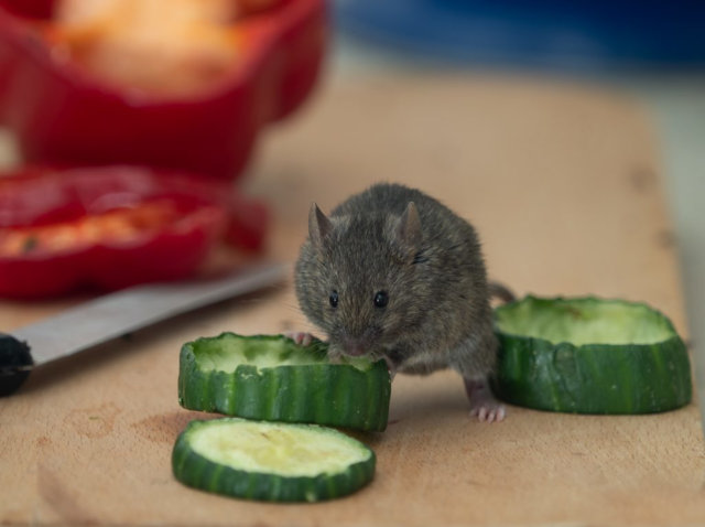 Prevent mice from entering the old house
