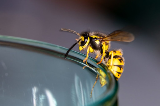 how to prevent wasps from nesting