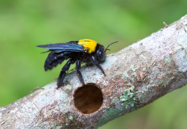 carpenter bee facts and control