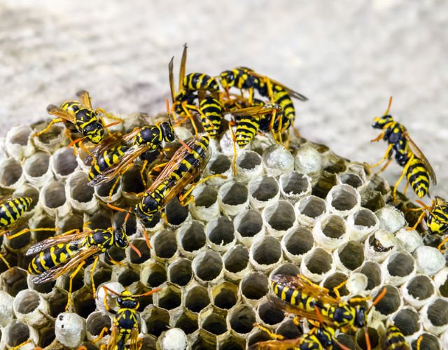 How Long Does It Take For a Wasp To Build Their Nest