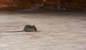 mouse infestation in garden
